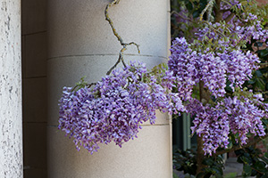 Filoli