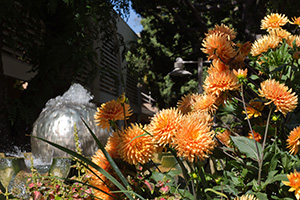 Palo_Alto
