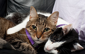 Ex_Pets