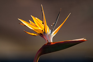 Other Flowers
