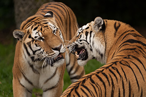 Wild animals, birds, etc.